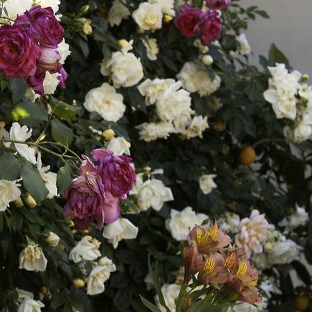 לינה וארוחת בוקר Marrùbiu Il Vecchioliveto Di Ornella מראה חיצוני תמונה